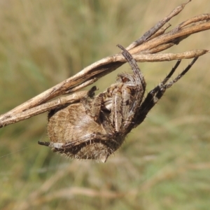 Socca pustulosa at Gordon, ACT - 22 Feb 2021