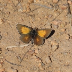 Lucia limbaria (Chequered Copper) at Cooleman Ridge - 3 Apr 2021 by Tammy