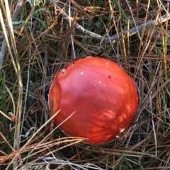 Amanita muscaria (Fly Agaric) at Wollogorang, NSW - 3 Apr 2021 by JaneR