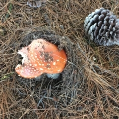 Amanita muscaria at Wollogorang, NSW - 3 Apr 2021 05:22 PM