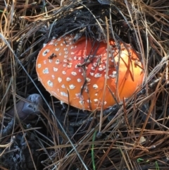 Amanita muscaria at Wollogorang, NSW - 3 Apr 2021 05:22 PM