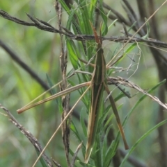 Acrida conica (Giant green slantface) at Gordon, ACT - 22 Feb 2021 by michaelb