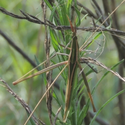 Acrida conica (Giant green slantface) at Gordon, ACT - 22 Feb 2021 by michaelb