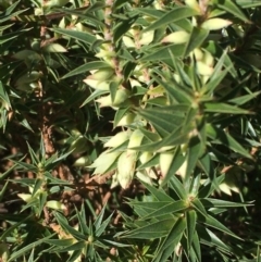 Melichrus urceolatus (Urn Heath) at Collector, NSW - 3 Apr 2021 by JaneR