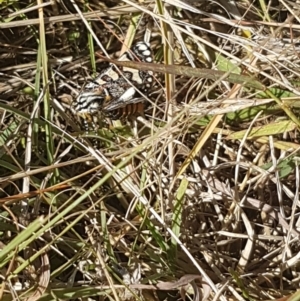 Apina callisto at Griffith, ACT - 4 Apr 2021 10:16 AM