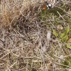 Apina callisto at Griffith, ACT - 4 Apr 2021 10:16 AM