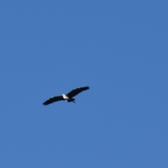 Ardea pacifica (White-necked Heron) at Majura, ACT - 4 Apr 2021 by millsse