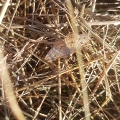 Scopula rubraria (Reddish Wave, Plantain Moth) at Griffith, ACT - 3 Apr 2021 by SRoss