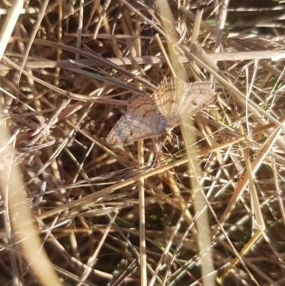 Scopula rubraria (Reddish Wave, Plantain Moth) at Bass Gardens Park, Griffith - 3 Apr 2021 by SRoss