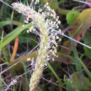 Plantago coronopus subsp. commutata at Wollogorang, NSW - 3 Apr 2021