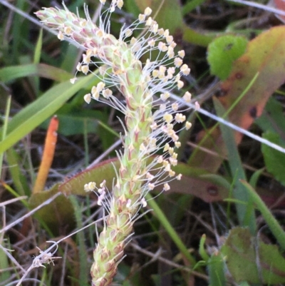 Plantago coronopus subsp. commutata at Wollogorang, NSW - 3 Apr 2021 by JaneR