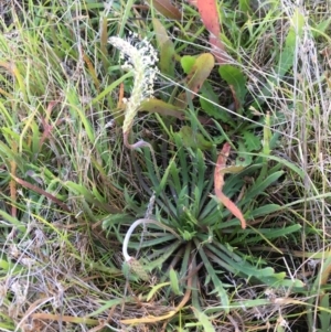 Plantago coronopus subsp. commutata at Wollogorang, NSW - 3 Apr 2021