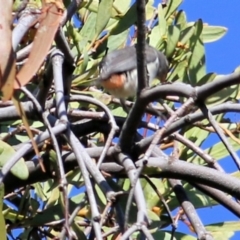 Dicaeum hirundinaceum (Mistletoebird) at Wodonga - 4 Apr 2021 by Kyliegw