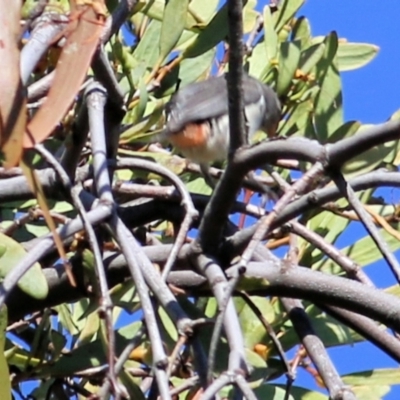 Dicaeum hirundinaceum (Mistletoebird) at Felltimber Creek NCR - 4 Apr 2021 by KylieWaldon