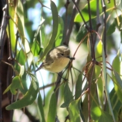 Acanthiza nana (Yellow Thornbill) at Wodonga - 4 Apr 2021 by Kyliegw