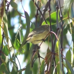 Acanthiza nana at Felltimber Creek NCR - 4 Apr 2021 11:04 AM