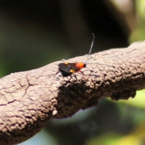 Iphiaulax sp. (genus) at West Wodonga, VIC - 4 Apr 2021 10:51 AM