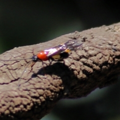 Iphiaulax sp. (genus) at West Wodonga, VIC - 4 Apr 2021 10:51 AM