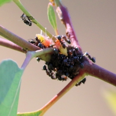 Eurymelinae (subfamily) (Unidentified eurymeline leafhopper) at Felltimber Creek NCR - 4 Apr 2021 by Kyliegw