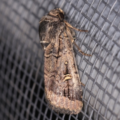 Proteuxoa microspila (Little Noctuid) at O'Connor, ACT - 2 Apr 2021 by ibaird