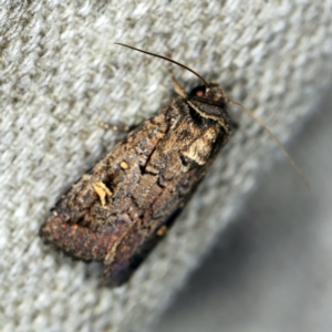 Proteuxoa microspila at O'Connor, ACT - 2 Apr 2021 09:44 PM