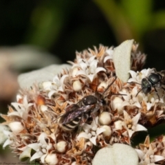 Lipotriches sp. (genus) (Halictid bee) at Acton, ACT - 1 Apr 2021 by Roger