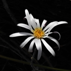 Celmisia sp. Pulchella (M.Gray & C.Totterdell 7079) Australian National Herbarium (Narrow-leaved Snow Daisy) at Namadgi National Park - 30 Mar 2021 by JohnBundock