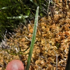 Celmisia sp. Pulchella (M.Gray & C.Totterdell 7079) Australian National Herbarium at Cotter River, ACT - 30 Mar 2021 11:58 AM