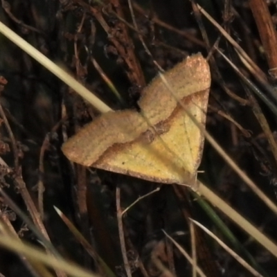 Anachloris subochraria (Golden Grass Carpet (Ennominae)) at Cotter River, ACT - 30 Mar 2021 by JohnBundock