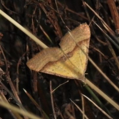 Anachloris subochraria (Golden Grass Carpet) at Namadgi National Park - 30 Mar 2021 by JohnBundock