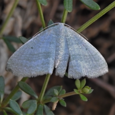 Poecilasthena thalassias (Sea-blue Delicate) at Namadgi National Park - 30 Mar 2021 by JohnBundock