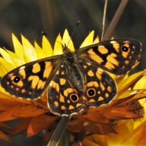 Oreixenica lathoniella at Cotter River, ACT - 30 Mar 2021