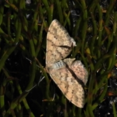 Scopula rubraria (Reddish Wave, Plantain Moth) at Namadgi National Park - 30 Mar 2021 by JohnBundock