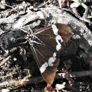 Nyctemera amicus at Cotter River, ACT - 30 Mar 2021