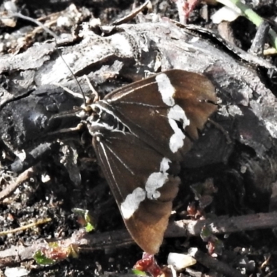 Nyctemera amicus (Senecio Moth, Magpie Moth, Cineraria Moth) at Cotter River, ACT - 30 Mar 2021 by JohnBundock