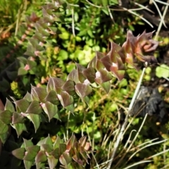 Epacris breviflora (Drumstick Heath) at Namadgi National Park - 30 Mar 2021 by JohnBundock