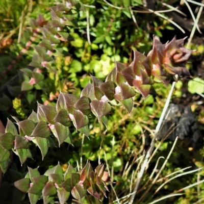 Epacris breviflora (Drumstick Heath) at Namadgi National Park - 30 Mar 2021 by JohnBundock
