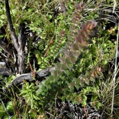Epacris breviflora at Cotter River, ACT - 30 Mar 2021