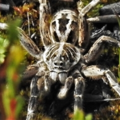 Tasmanicosa godeffroyi (Garden Wolf Spider) at Cotter River, ACT - 30 Mar 2021 by JohnBundock