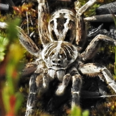 Tasmanicosa godeffroyi (Garden Wolf Spider) at Cotter River, ACT - 30 Mar 2021 by JohnBundock