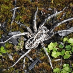 Tasmanicosa godeffroyi at Cotter River, ACT - 30 Mar 2021