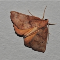Mnesampela privata (Autumn Gum Moth) at Wanniassa, ACT - 1 Apr 2021 by JohnBundock
