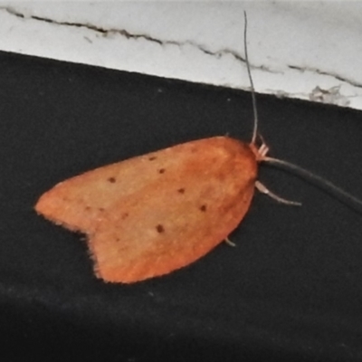 Garrha rubella (A Concealer moth) at Wanniassa, ACT - 1 Apr 2021 by JohnBundock