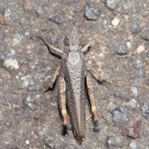 Cryptobothrus chrysophorus at Acton, ACT - 2 Apr 2021 11:55 AM