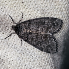 Smyriodes undescribed species nr aplectaria at O'Connor, ACT - 2 Apr 2021 by ibaird