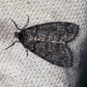 Smyriodes undescribed species nr aplectaria at O'Connor, ACT - 2 Apr 2021