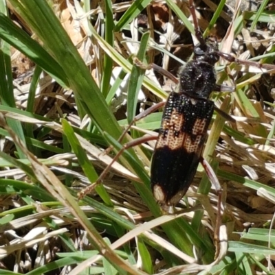 Phoracantha semipunctata (Common Eucalypt Longicorn) at Holt, ACT - 4 Apr 2021 by trevorpreston