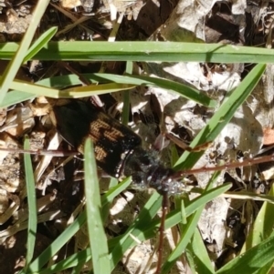 Phoracantha semipunctata at Holt, ACT - suppressed