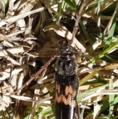 Phoracantha semipunctata at Holt, ACT - suppressed