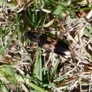 Phoracantha semipunctata at Holt, ACT - suppressed